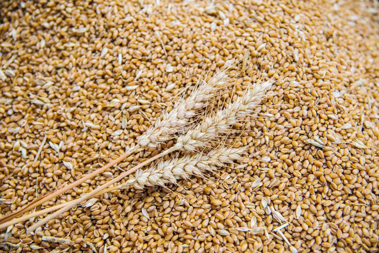 原創託市小麥拍賣清單出來了！小麥行情要反轉？