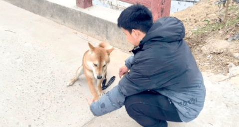 上海一市民花15800元送狗“上學”，歸來卻惡習依舊……法院判決！