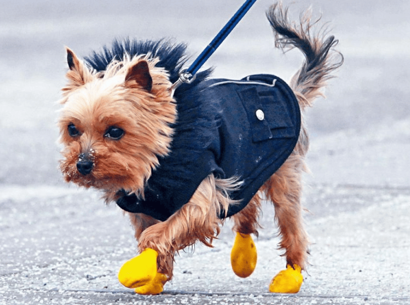 狗子怕冷故意把窗簾蓋在身上，狗：這暗示夠明顯了吧？