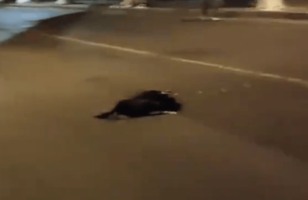 江蘇一大學校園內黑天鵝被汽車撞死！司機稱太累沒看清楚