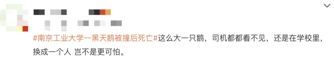 江蘇一大學校園內黑天鵝被汽車撞死！司機稱太累沒看清楚