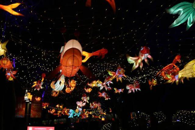 逛圓明園賞燈會！留學生在海淀沉浸式體驗“中國年”