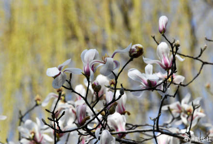 收藏春日！打卡春天裡的大美中國