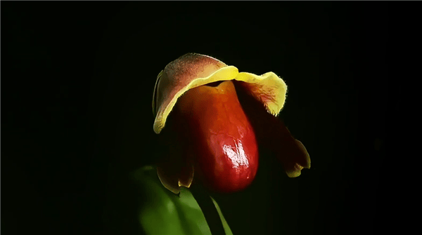 “寶華月季”之後，“炸糊的花生米戴黃帽”又火了！網友：起名這塊沒輸過