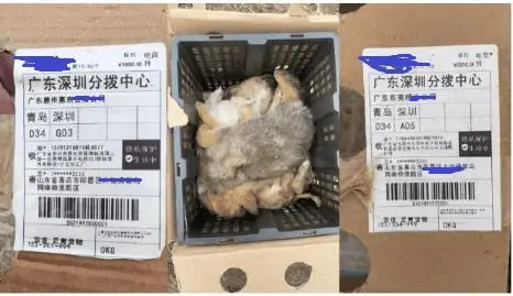 快遞面單上沒寫“這是生命”：青島膠州，一場400只幼犬無法抵達的運輸