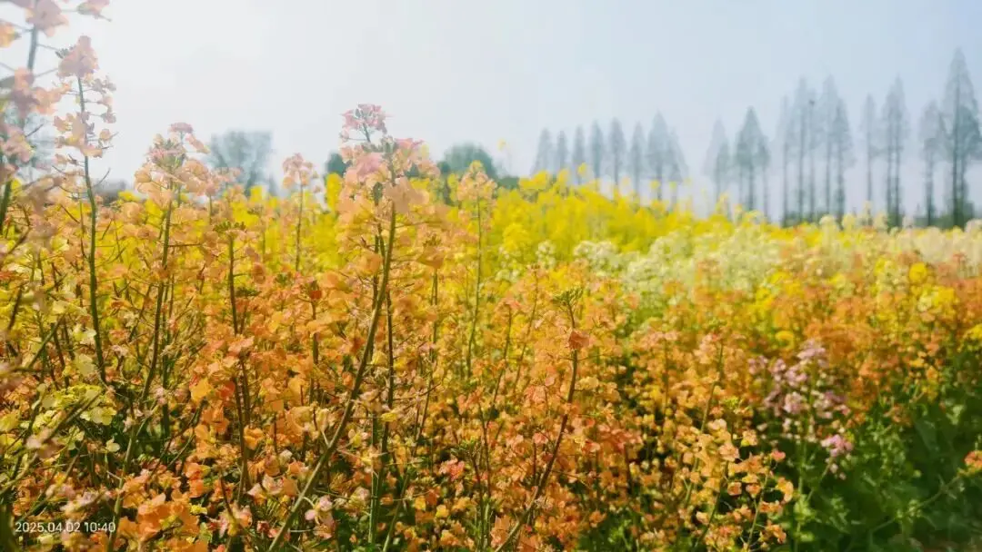 不用跑遠！南京市區及周邊油菜花地圖，收藏出發