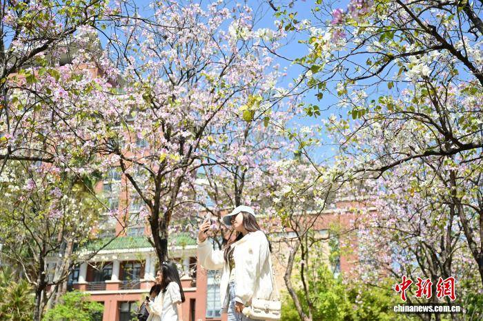 廣州：華南農業大學宮粉紫荊盛放
