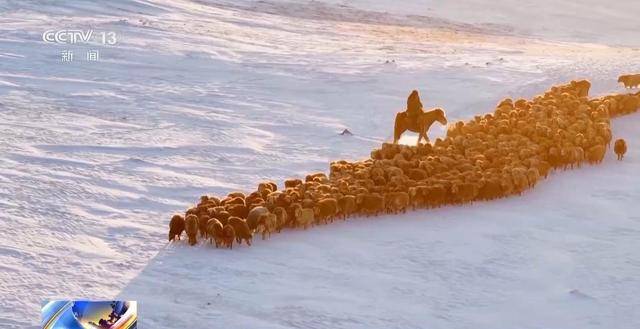 20萬餘頭牛羊“搬家”進行中 阿勒泰春季轉場有多壯觀