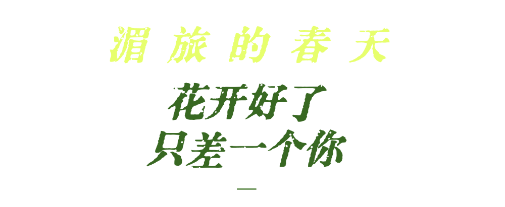 湄公河旅遊春日賞花地圖 | 把時光浪費在花事裡，剛剛好~