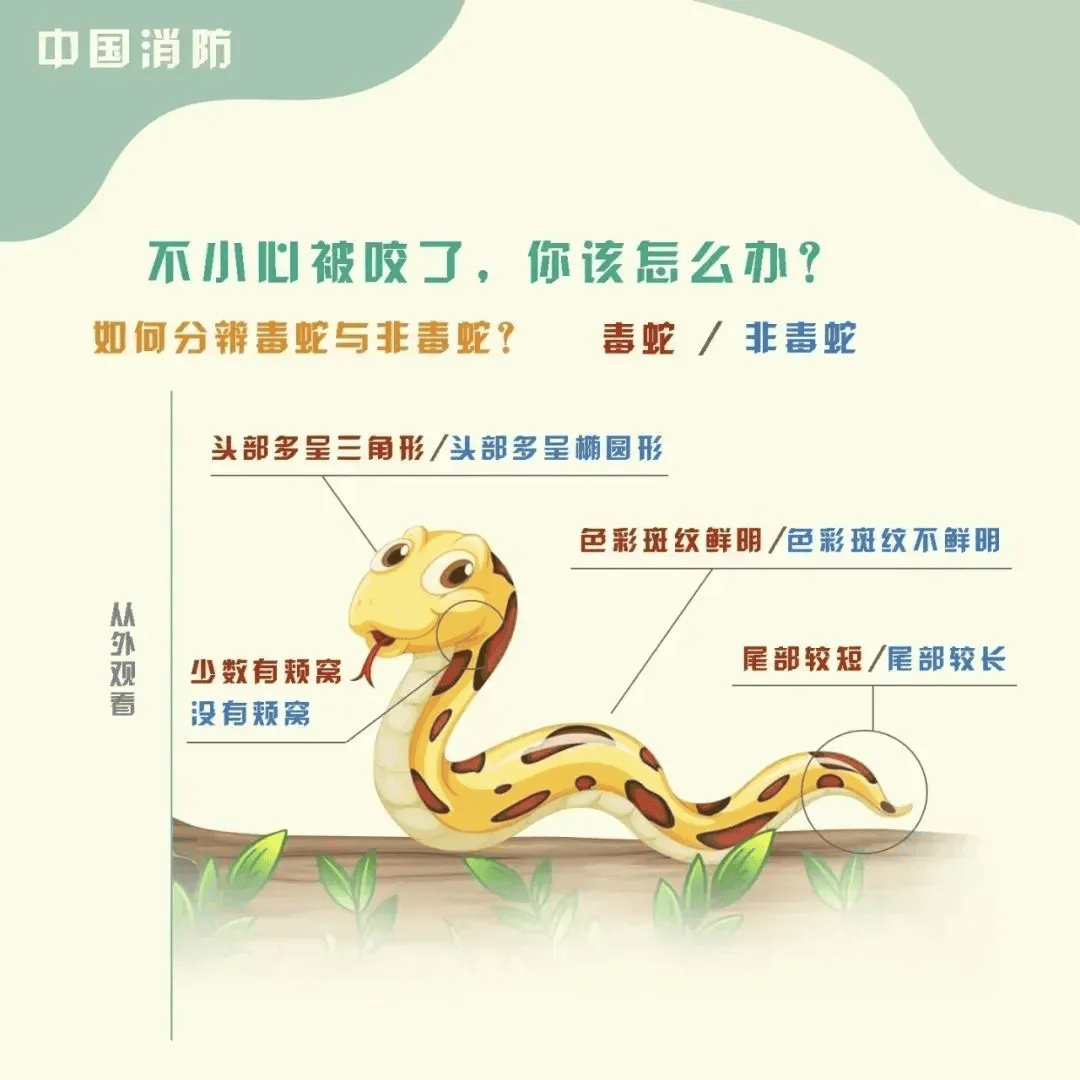雲南3歲女童被眼鏡王蛇咬傷，“假死”3天后奇蹟生還！