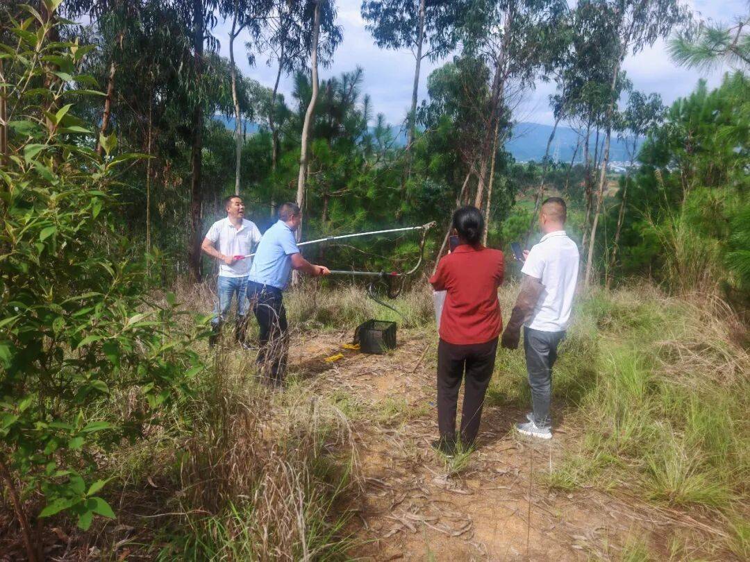 雲南一男子上山撿菌偶遇眼鏡王蛇，還有44枚蛇蛋……