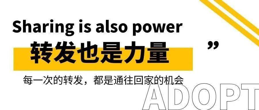 尋家啟事｜趴在水泥地上的小狗，在等待一個屬於它的掌心
