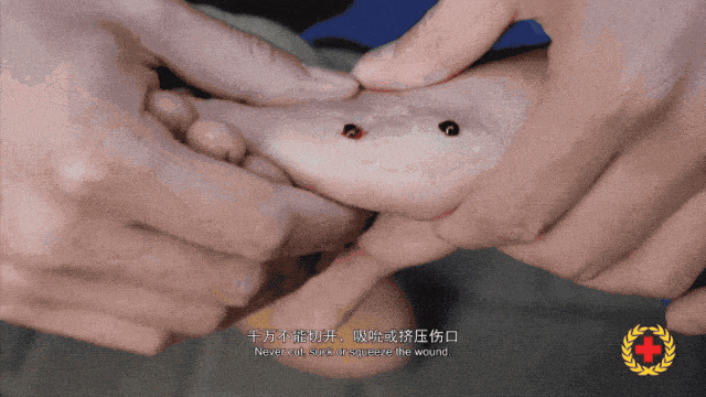 村民在茶園發現條眼鏡王蛇，結果竟是“一家38口”：松針下隱藏一條眼鏡王蛇及37枚蛇卵，報警後“眼鏡王蛇一家”已處置